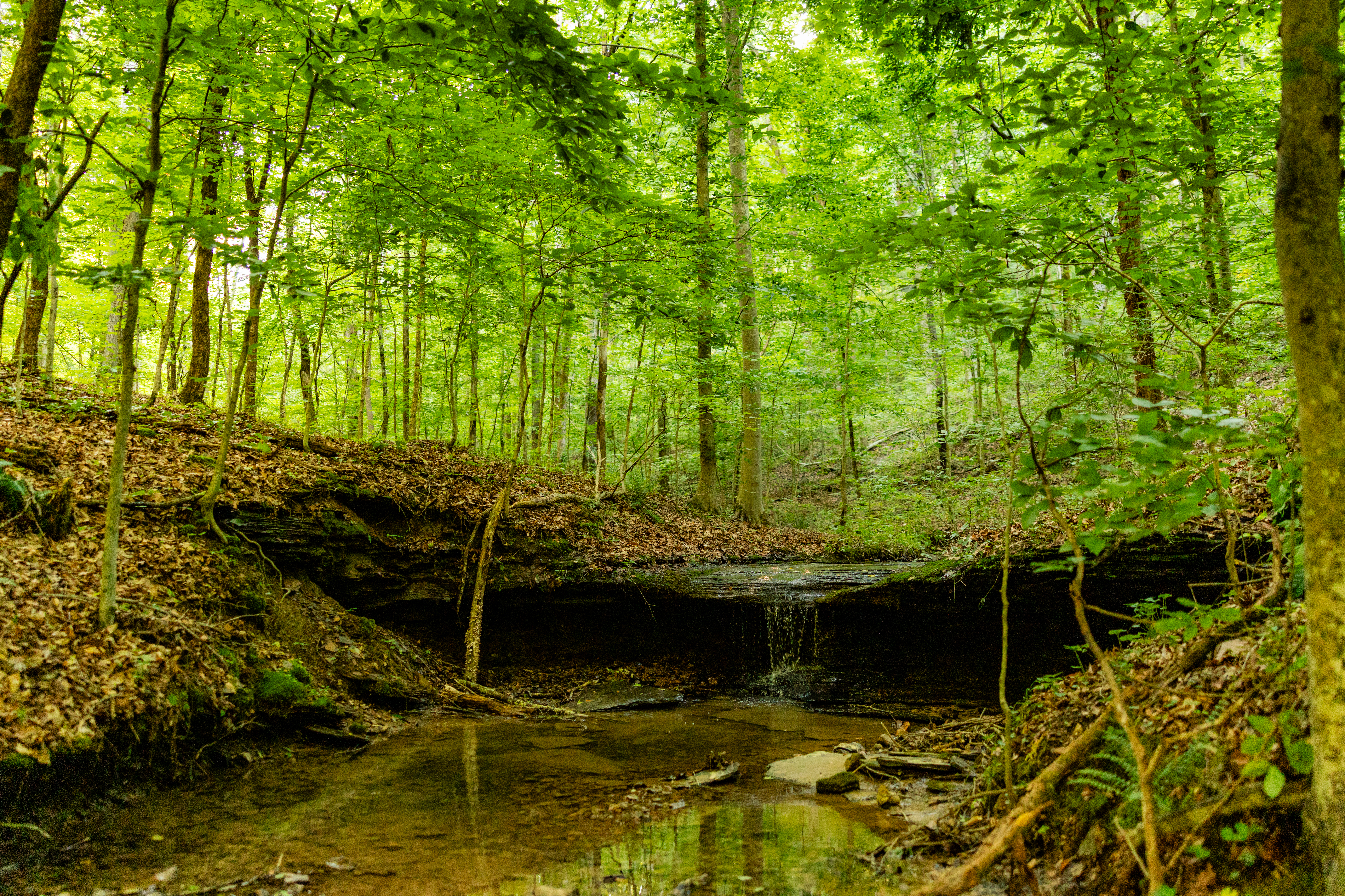 Conservation Sanctuary