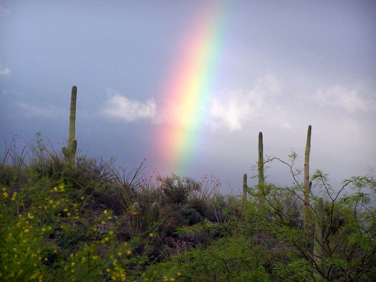 Rainbow in Tucson desert