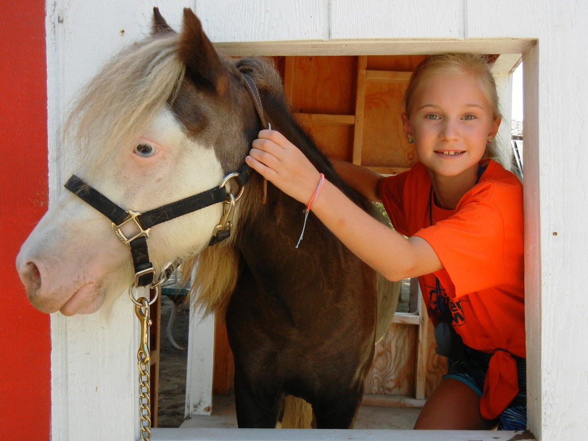 Animal Services