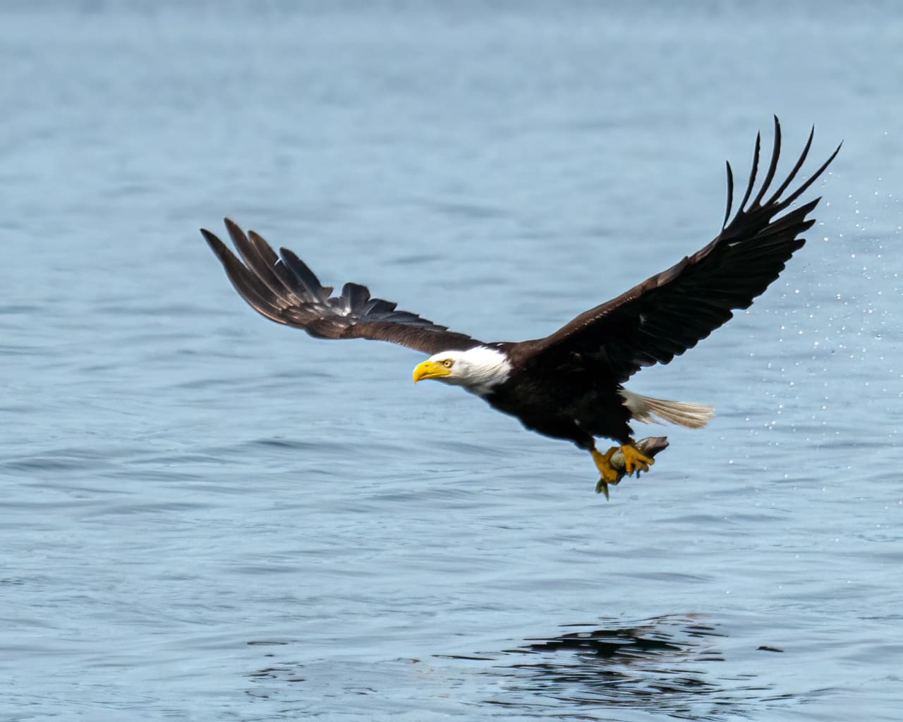 A bald eagle in flight over a body of water