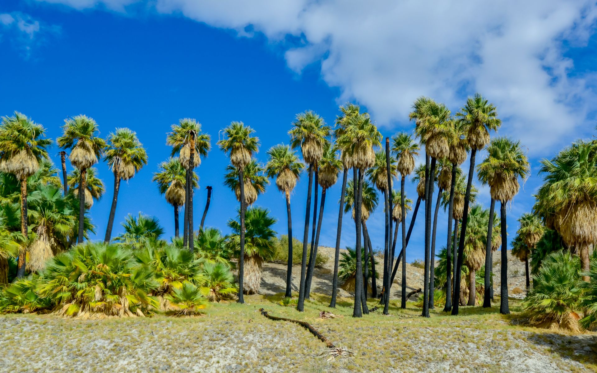 Oasis