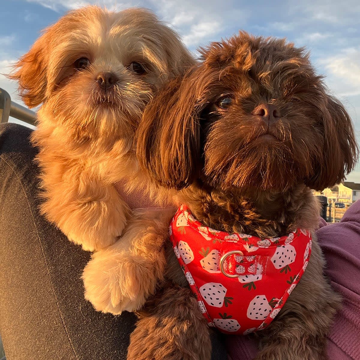 Two small dogs, one white and one brown, sitting close together in warm sunlight.