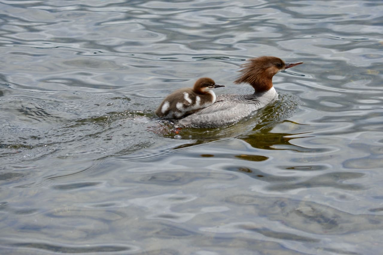 a duck swimming on a lake with duckling riding on its back