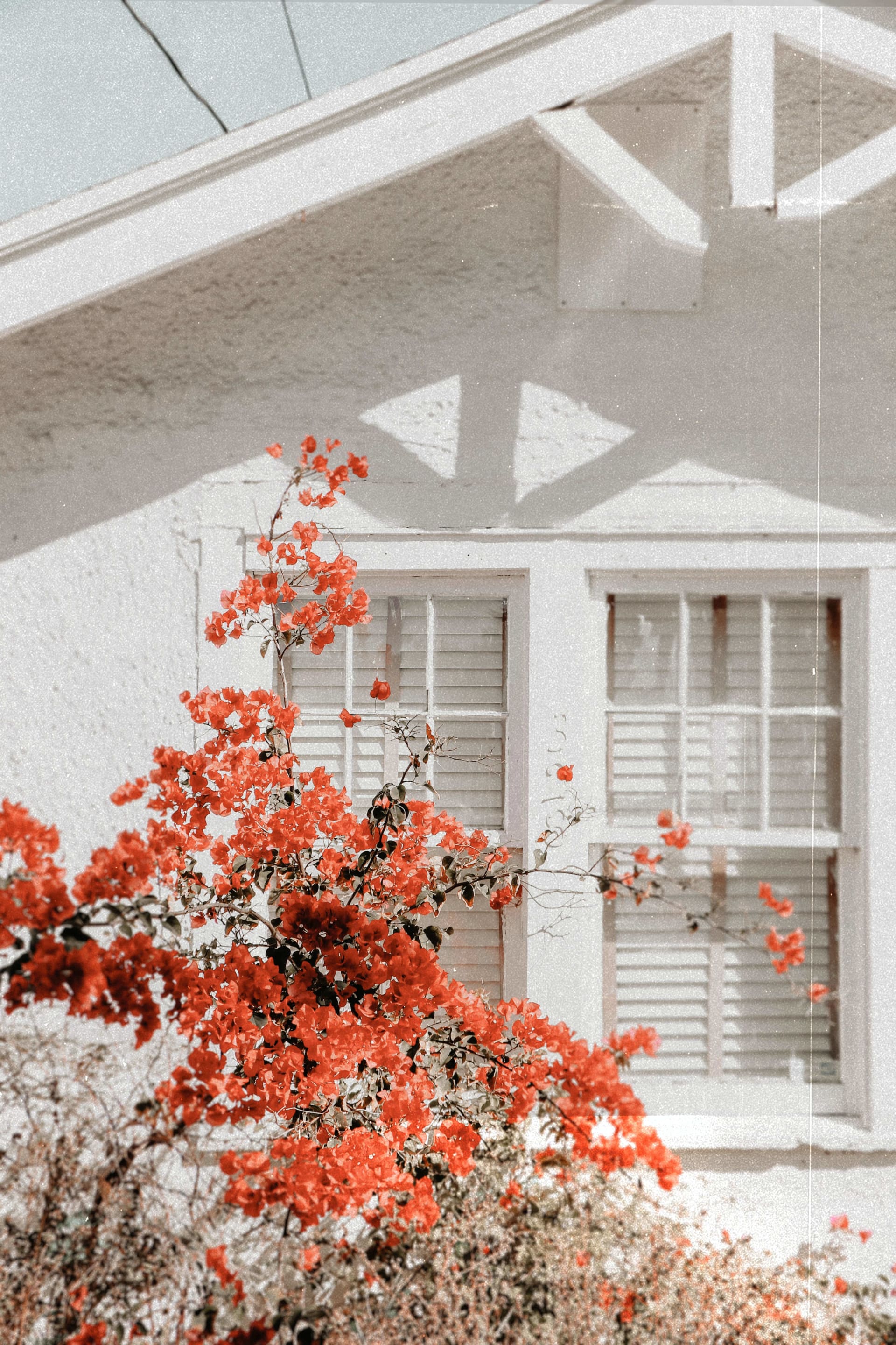 Light-colored house with shuttered windows behind red-flowering bougainvillea.