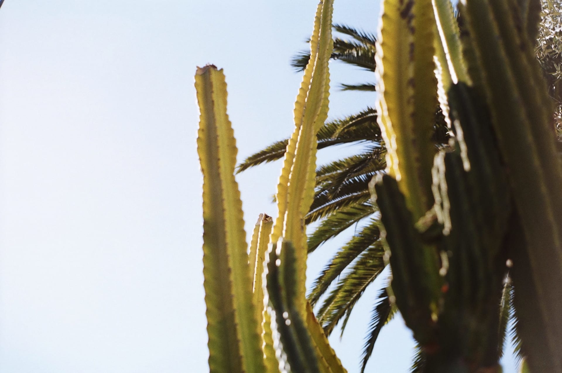 a green cactus with sharp spines and a blue-green saguaro cactus in the background