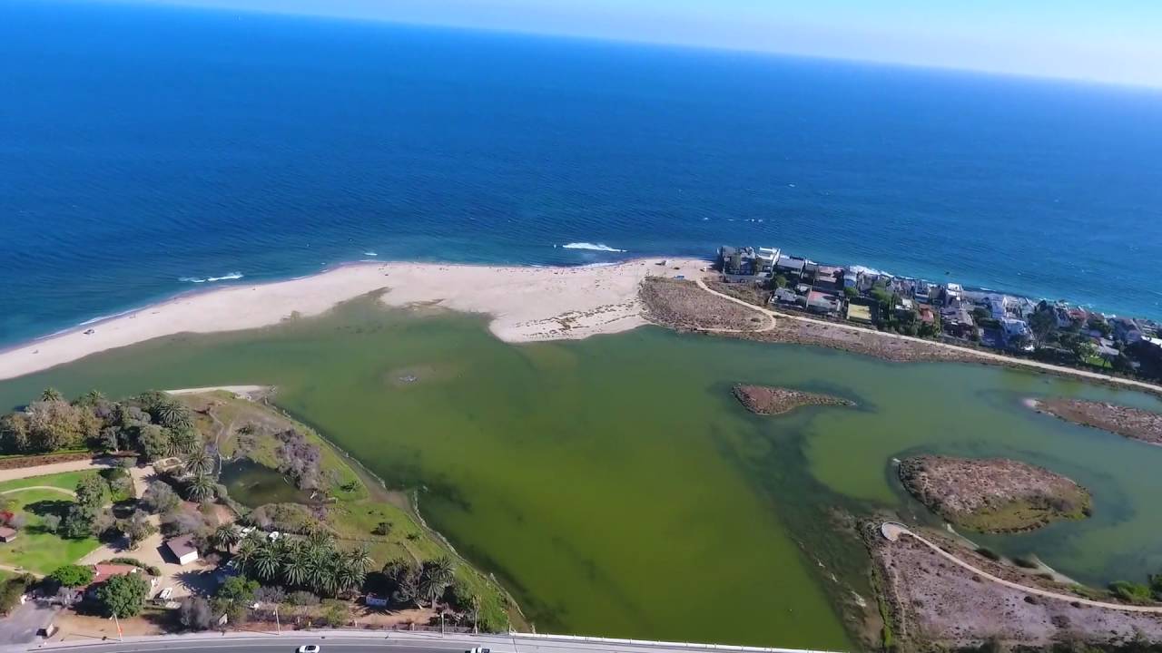 A serene aerial view of a blue ocean and a white sand beach, with lush green palm trees lining the shore