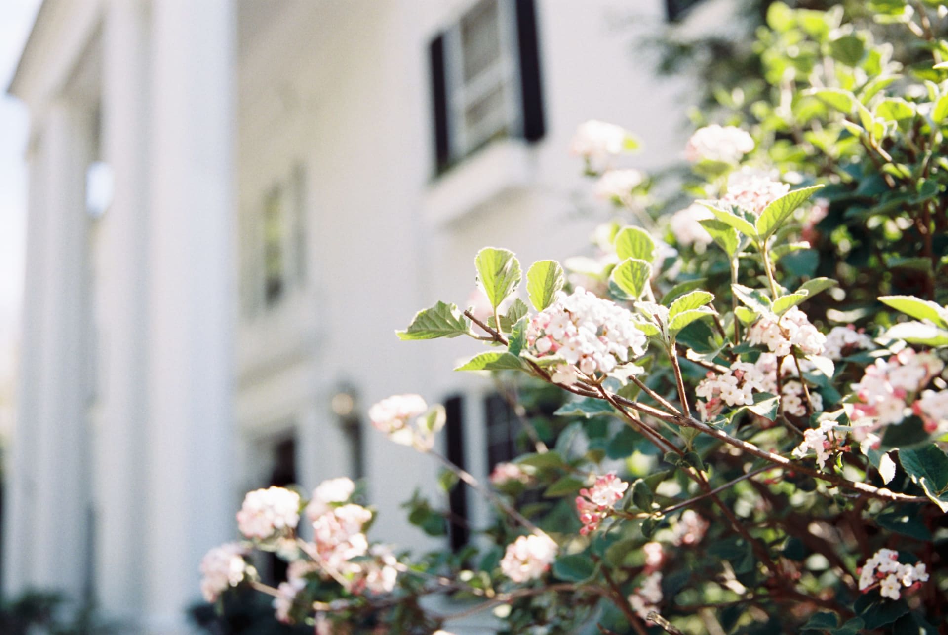 A bush with white flowers in front of a white building.