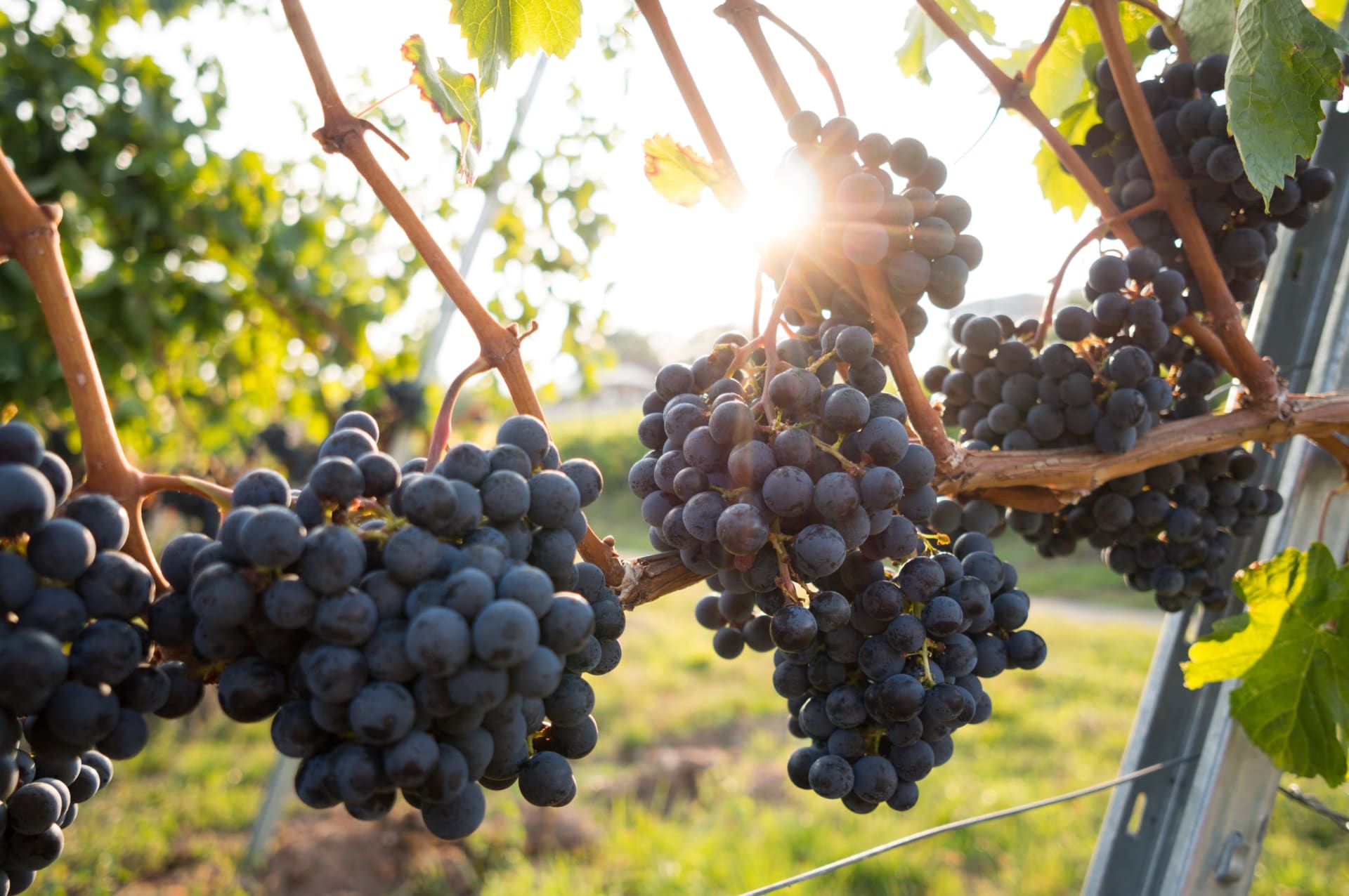 bunch of grapes in the vine with sun rays