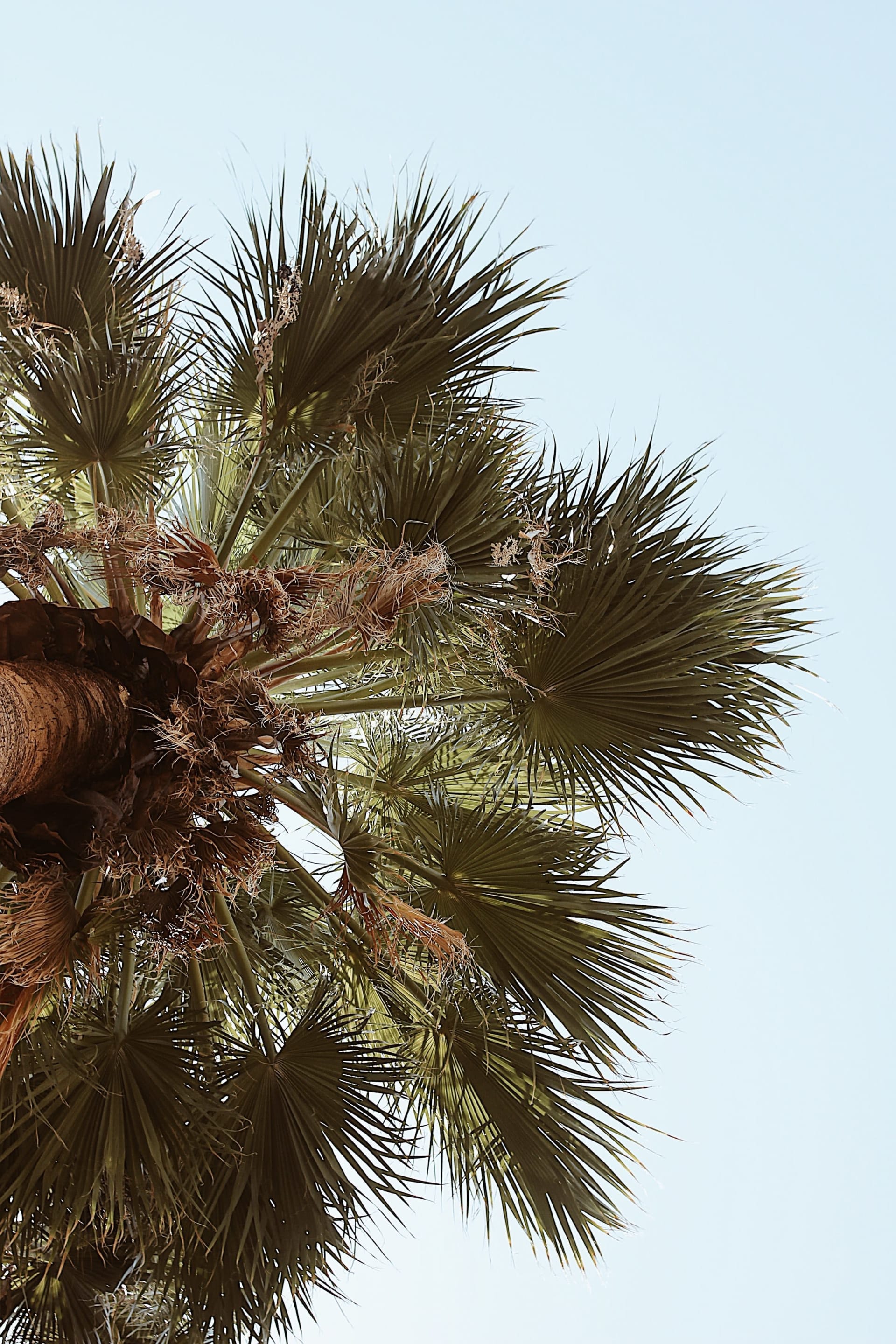 a palm tree against a clear blue sky